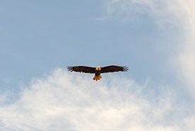 Bald eagle (Photo by Brittany Foster)