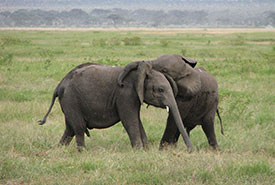 Baby elephants playing (Photo by Wikimedia Commons)