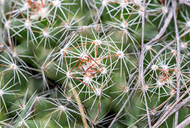 Ball cactus (Photo by Meghan Mickelson)