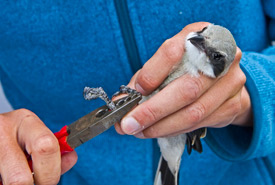 All of the young shrikes are banded with a uniquely-numbered metal band before they are released; most will also get a combination of colour bands so they can be easily identified from a distance in the wild. (Photo by Lydia Dotto, ImageInnovation Photography)