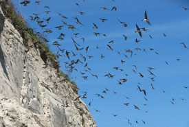 Bank swallow colony at Lake Ontario (Photo by Tianna Burke)