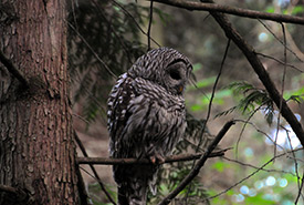 Barred owl in cedar tree (Photo by NCC)