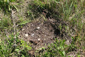 The black bears in the areas were digging for beetles on the hillside where my research plots are located. (Photo by Dr. Diana Bizecki Robson)