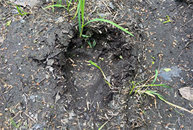 Bear print, Hastings Wildlife Junction, ON (Photo by Sabrina Hasselfelt and Danielle Pearcy/NCC staff)