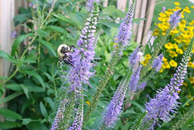 Bee pollinating a speedwell plant (Photo by Jaimee Morozoff, NCC staff)