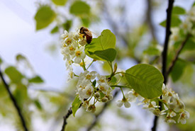 Bee pollinating a cherry tree (Photo by Jaimee Morozoff, NCC staff)