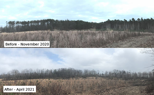 Before and after plantation management at Four Oaks Trail, Backus Woods, ON (Photo by NCC)