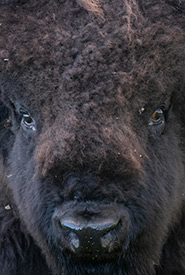Close up of a plains bison (Photo by Jason Bantle)