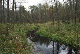 Black ash swamp along creek, Northwest Angle Provincial Forest, Manitoba (Photo by NCC)