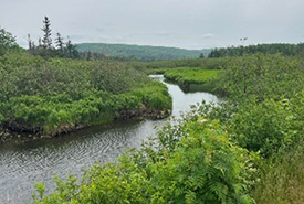 Le site Black River Bog de CNC, N.-É. (Photo de Jill Ramsay/CNC)