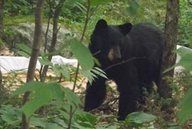 Black bear (Photo by Paul and Vicki Hote)