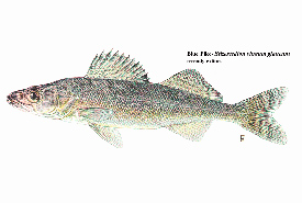Blue pike (Photo by New York State Dept. of Environmental Conservation)