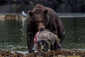 Bear with salmon (Photo by Bobushphoto via Getty Images Signature/Canva)