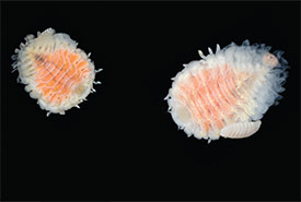 The cough drop-sized parasite Griffen's isopod, native to Asia and Russia, has decimated mud shrimp populations along the West Coast. The parasite on the right is a female with the much smaller male attached. (Florida Museum photo by Amanda Bemis and Gustav Paulay)