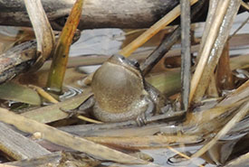 A rare shot of a boreal chorus frog in mid-call caught by a Call of the Wetland volunteer (Photo by Jen Demone)