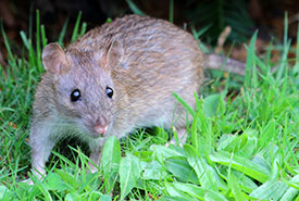 Brown rat (Photo by Dunpharlain, Wikimedia Commons, CC BY-SA 4.0)