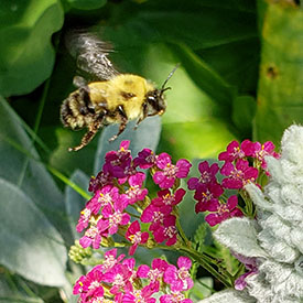 Bumblebee with yarrow (Photo by Sarah Ludlow)