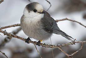 Canada jay (Photo by telescopium, CC BY-NC 4.0)