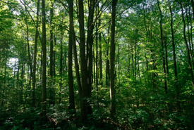 Carolinian forest. (Photo by Jody Allair)