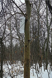 Chickadee nest tube among the aspen trees (Photo by Sarah Ludlow/NCC staff)