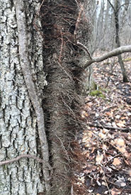 Climbing poison ivy present on NCC property (Photo by NCC)