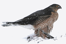 Cooper's hawk (Photo by Larry Master)