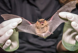 Cori Lausen holds the wings of a female California myotis. (Photo by Richard McGuire)