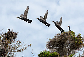 A composite image of a cormorant taking flight. (Photo by Sean Landsman)