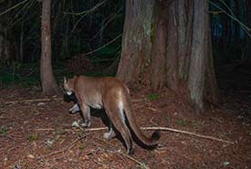 A female cougar spotted at NCC's Ryan River property in BC. (Photo by Fernando Lessa)