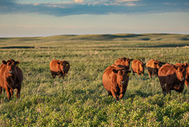 Cows on McIntyre Ranch, AB (Photo by Leta Pezderic/NCC staff)
