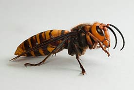 Asian giant hornets have orange-yellow heads and alternating bands of black, orange and yellow. (Photo by Yasunori Koide, Wikimedia Commons)