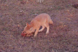 This cub was born in the reintroduction site to our foxes. It is shown here eating a ground squirrel. (Photo by Matt Carpenter, Cochrane Ecological Institute)