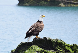 Bald eagle (Photo by NCC)