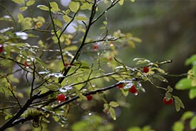 Red huckleberry (Photo by NCC)