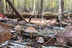 A fallen tree can be home to mushrooms (Photo by NCC)