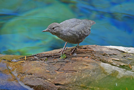 Dipper (Photo by Alistair Taylor)