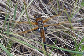 There were tonnes of cool dragonflies to look at this spring. (Photo by Diana Bizecki Robson) 