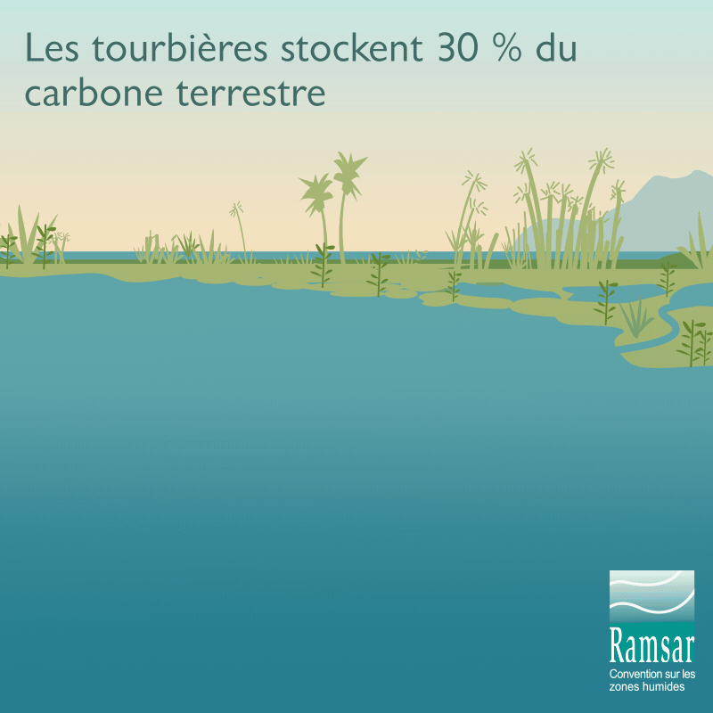 Les tourbières stockent 30 % du carbone terrestre (Avec la permission de Ramsar)