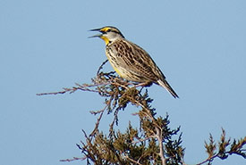 Eastern meadowlark (Photo by Mhairi McFarlane/NCC staff)