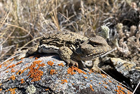 Greater short-horned lizard (Photo by Kayleigh Weaver/NCC staff)