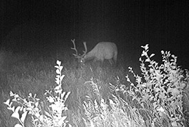 Elk at Lockerby, AB (Photo by NCC)