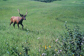 Elk is an important indicator species in an ecosystem (Photo by NCC)
