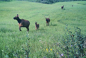 Elk herd sighted on the Lockerby property, AB (Photo by NCC)