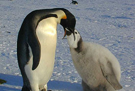 Emperor penguin feeding its chick (Photo by Hannes Grobe/AWI, CC BY 3.0)