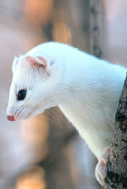 Ermine (Photo contributed by friends of Dr. Henry Barnett)