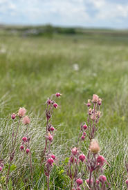 Prairie smoke growing on Fairy Hill, SK (Photo by NCC)