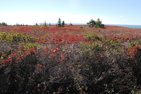 Fall colours at the coastal heathlands in NS (Photo by NCC)