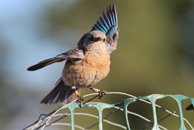 A female western bluebird steadies herself at a feeder before slipping through the robin-excluding mesh to grab mealworms for her second brood of fledglings. (Photo: R Hetschko/GOERT)