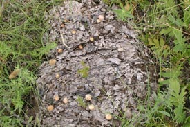 All the cowpies at Yellow Quill Prairie were covered with mushrooms this July (Photo by Diana Bizecki Robson)