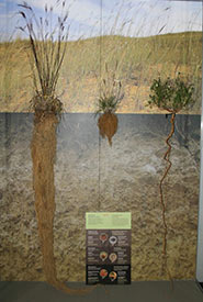 Exhibit showing big bluestem on the left, June grass in the middle and white prairie-clover on the right. (Photo courtesy of Manitoba Museum)